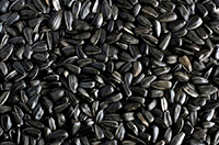 ���� ������������� ������