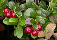 ������ (Oxycoccus)