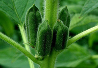 ���� �������