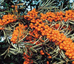 ������� B2