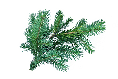 Пихта сибирская