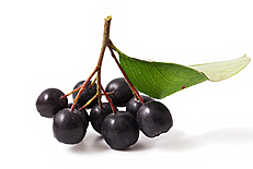 Рябина черноплодная