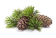 Кедр сибирский (сосна сибирская)